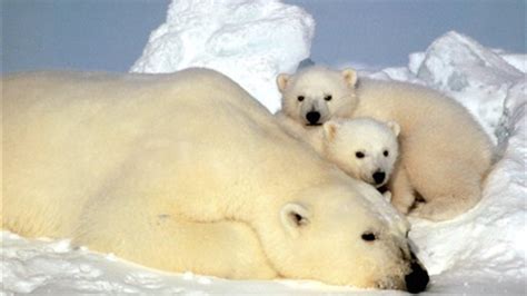 beruang kutub 2d togel  Ada fakta-fakta unik tentang beruang kutub yang perlu kamu tahu
